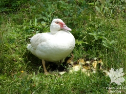 Entenmutter und frischgeschlüpfte Küken